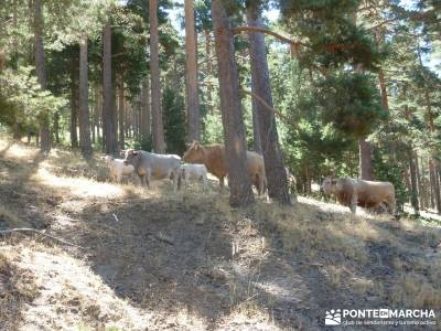 Entre el Puerto y Chorro de Navafría;ruta a pie por madrid excursiones alrededores madrid madrid ex